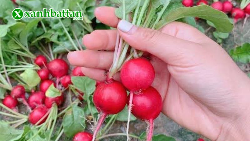 Hạt giống cây củ cải đỏ tròn là gì?
