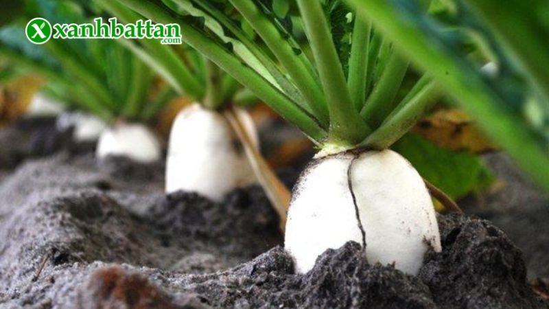 Hướng dẫn cách gieo trồng và bảo quản hạt giống cây củ cải trắng