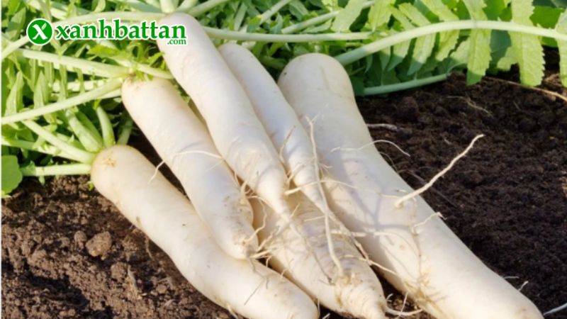 Hạt giống cây củ cải trắng là gì?