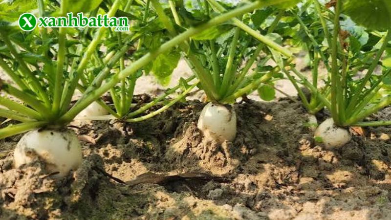 Hướng dẫn cách gieo trồng và bảo quản hạt giống cây củ cải trắng