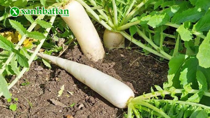Hạt giống cây củ cải trắng là gì?