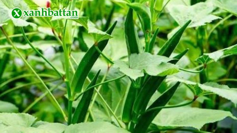 Hướng dẫn cách gieo trồng và bảo quản hạt giống cây đậu bắp