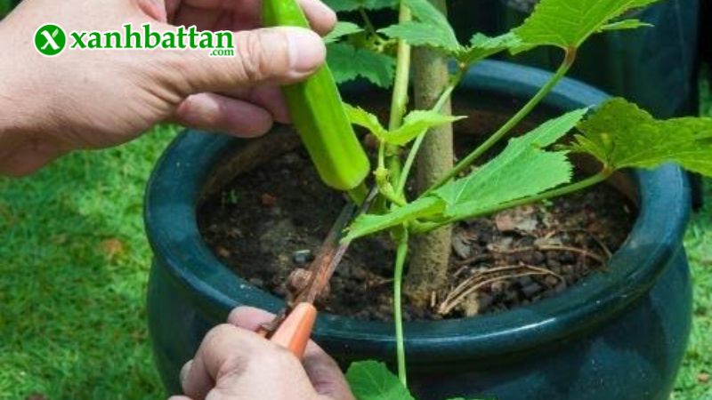 Hạt giống cây đậu bắp cao sản là gì?