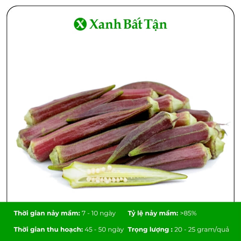Hạt giống đậu bắp đỏ