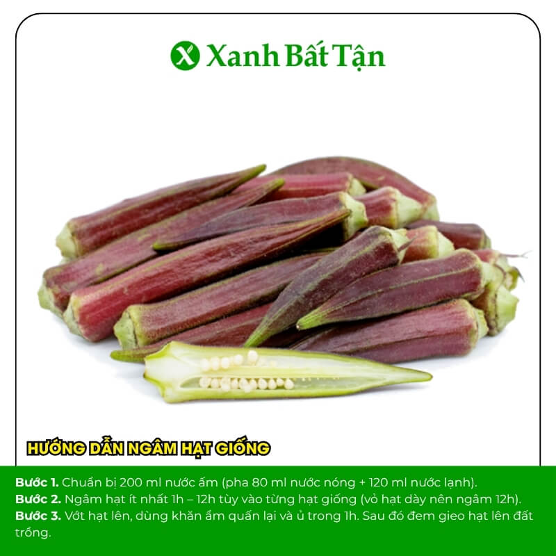 Hạt giống đậu bắp trái đỏ