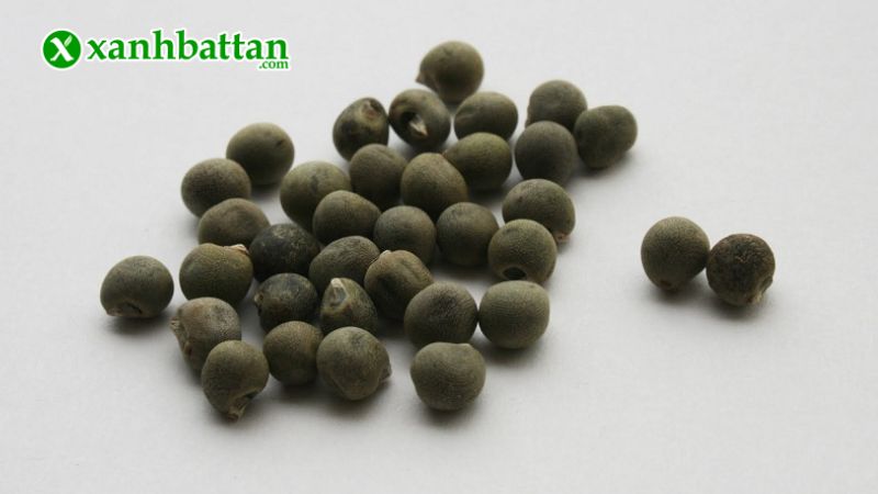 Hạt giống cây đậu bắp đỏ là gì?