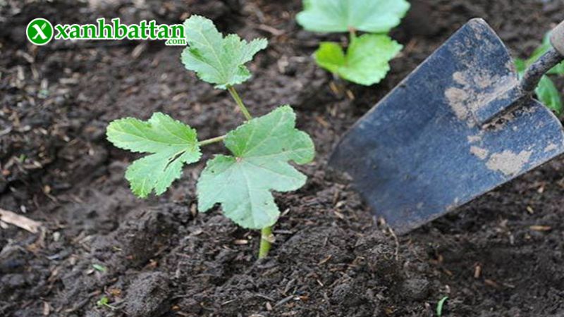 Hướng dẫn cách gieo trồng và bảo quản hạt giống cây đậu bắp đỏ