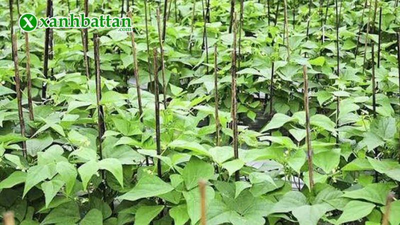 Hạt giống cây đậu Cove trắng dạng bụi là gì?