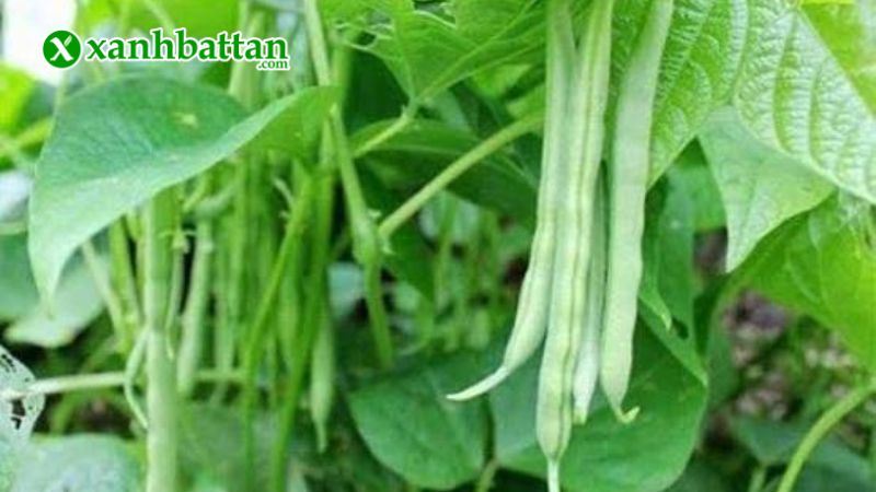 Hạt giống cây đậu Cove trắng dạng leo là gì?