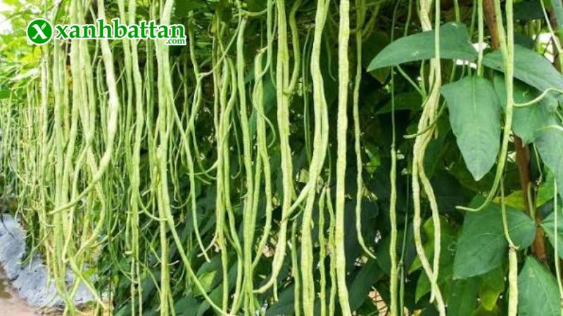 Hướng dẫn cách gieo trồng và bảo quản hạt giống đậu đũa hạt đen