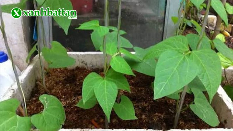 Hạt giống đậu đũa hạt đen là gì?