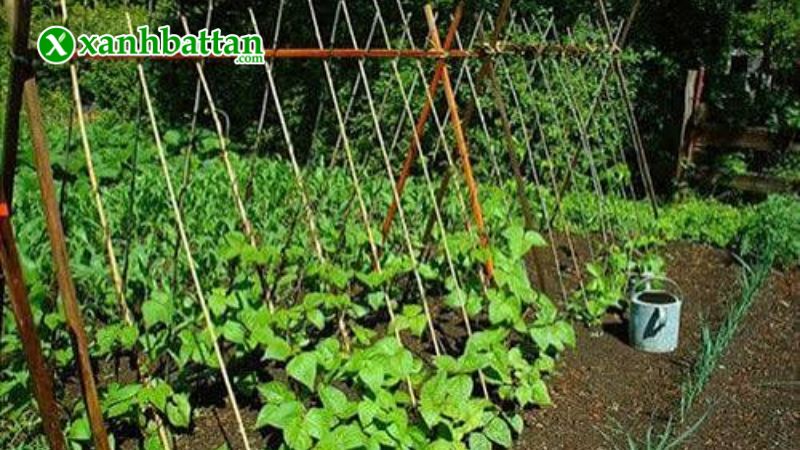 Hướng dẫn cách gieo trồng và bảo quản hạt giống cây đậu rồng