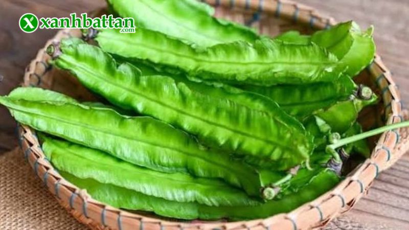 Hạt giống cây đậu rồng là gì?