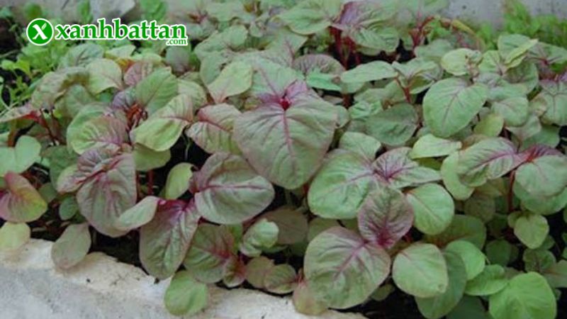 Hướng dẫn cách gieo trồng và bảo quản hạt giống cây dền tiều