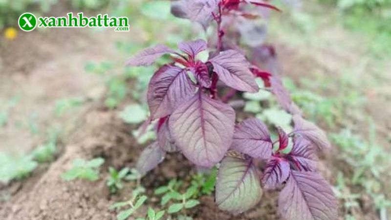 Hạt giống cây dền tiều cao sản là gì?