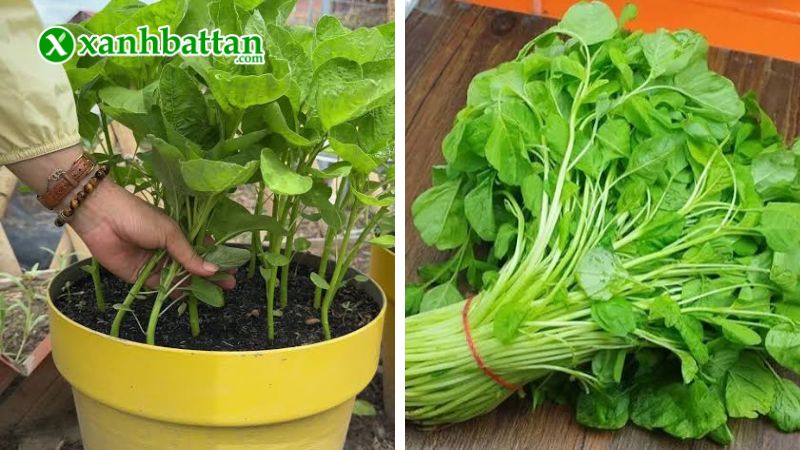 Hướng dẫn cách gieo trồng và bảo quản hạt giống cây rau dền xanh lá tròn