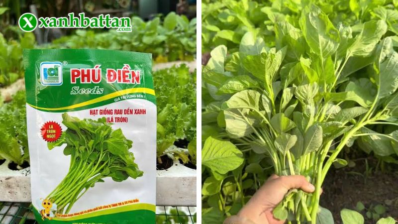 Hạt giống cây rau dền xanh lá tròn là gì?