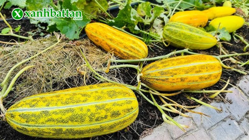 Hướng dẫn cách gieo trồng và bảo quản hạt giống cây dưa gang trái dài