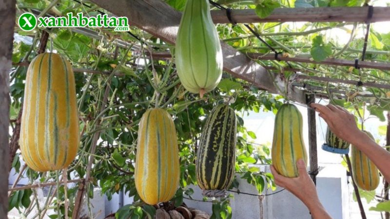 Hạt giống cây dưa gang trái dài là gì?