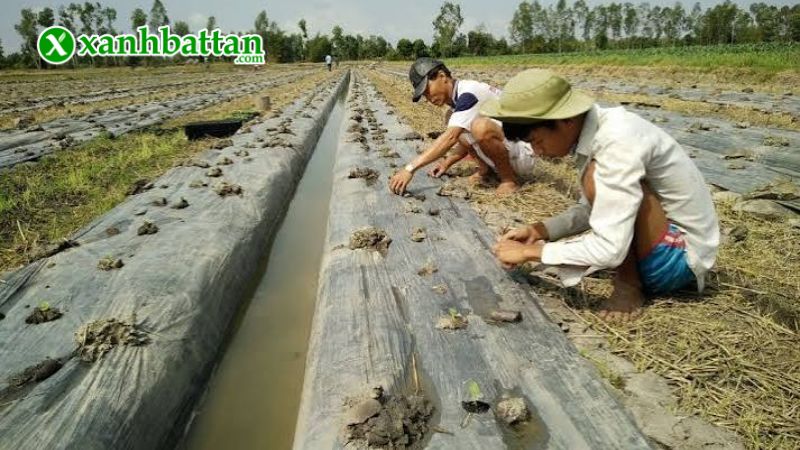 Hướng dẫn cách gieo trồng và bảo quản hạt giống cây dưa hấu