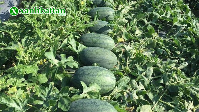 Hạt giống cây dưa hấu là gì?