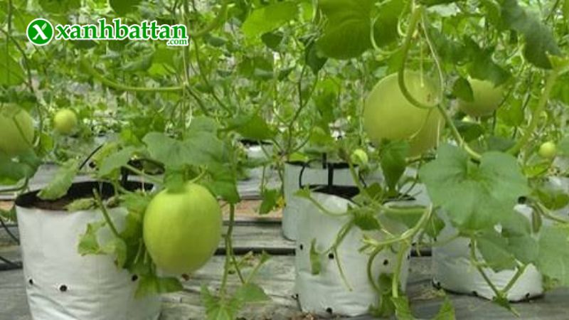 Hướng dẫn cách gieo trồng và bảo quản hạt giống cây dưa lê Hồng Kim