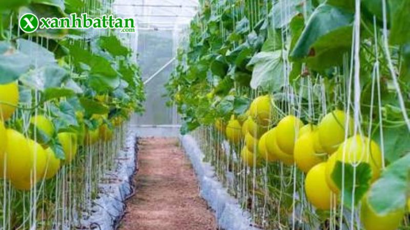 Hạt giống cây dưa lê Hồng Kim là gì?
