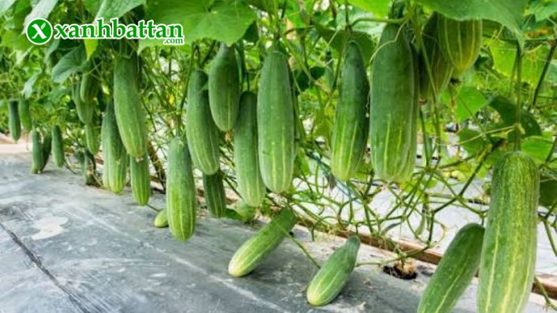 Hướng dẫn cách gieo trồng và bảo quản hạt giống cây dưa leo