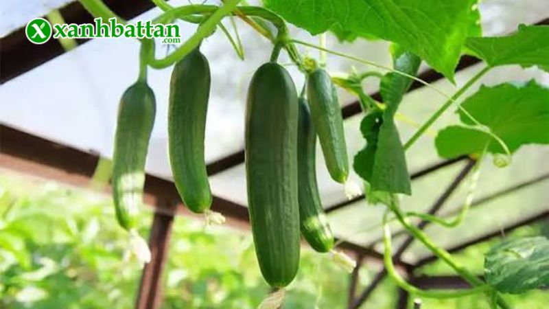 Hạt giống cây dưa leo là gì?