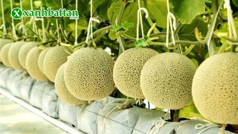 Hạt giống dưa lưới là gì?