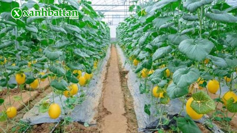 Hướng dẫn cách gieo trồng và bảo quản hạt giống dưa lưới