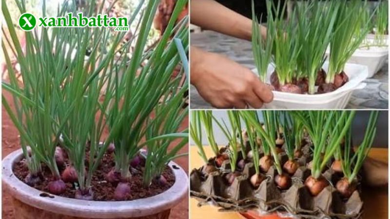 Hướng dẫn cách gieo trồng và bảo quản hạt giống cây hành lá gốc tím