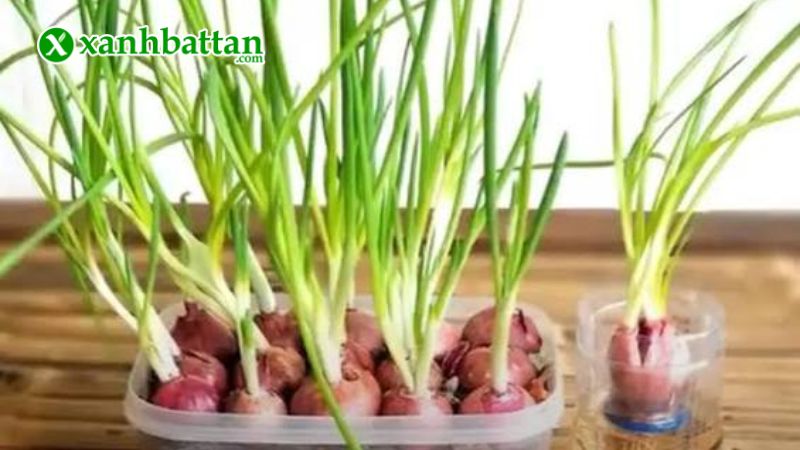 Hạt giống cây hành lá gốc tím là gì?