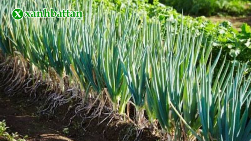 Hướng dẫn cách gieo trồng và bảo quản hạt giống cây hành lá gốc trắng