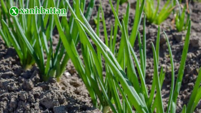 Hạt giống cây hành lá gốc trắng là gì?
