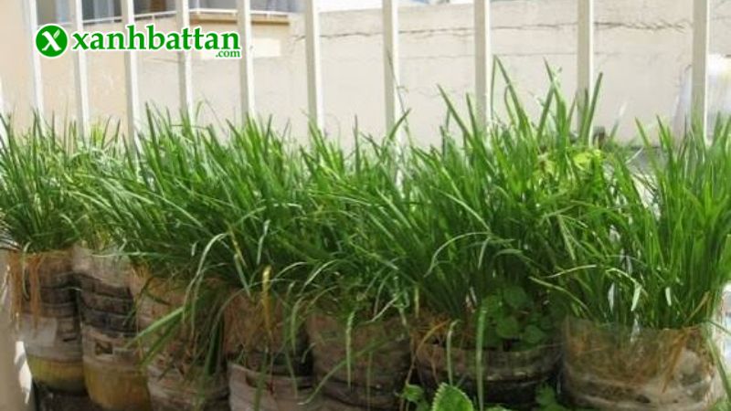 Hướng dẫn cách gieo trồng và bảo quản hạt giống cây hẹ cao sản