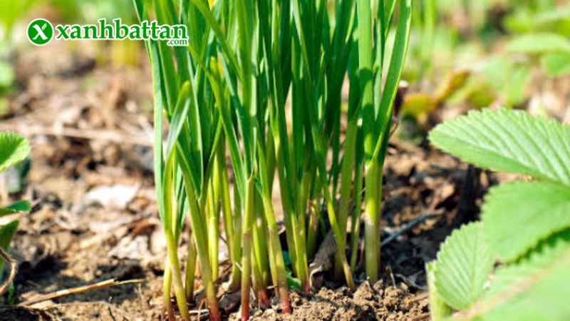 Hạt giống cây hẹ cao sản là gì?