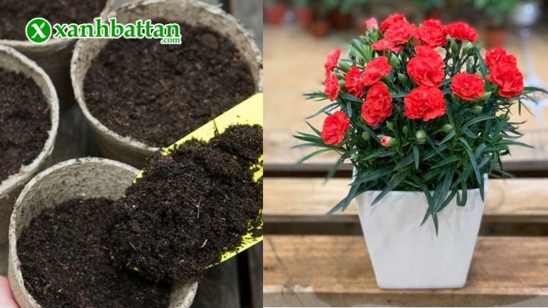 Hướng dẫn cách gieo trồng và bảo quản Cẩm Chướng Phú Nông