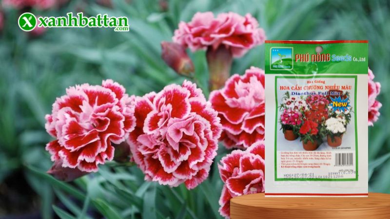 Hạt giống Hoa Cẩm Chướng Phú Nông là gì?