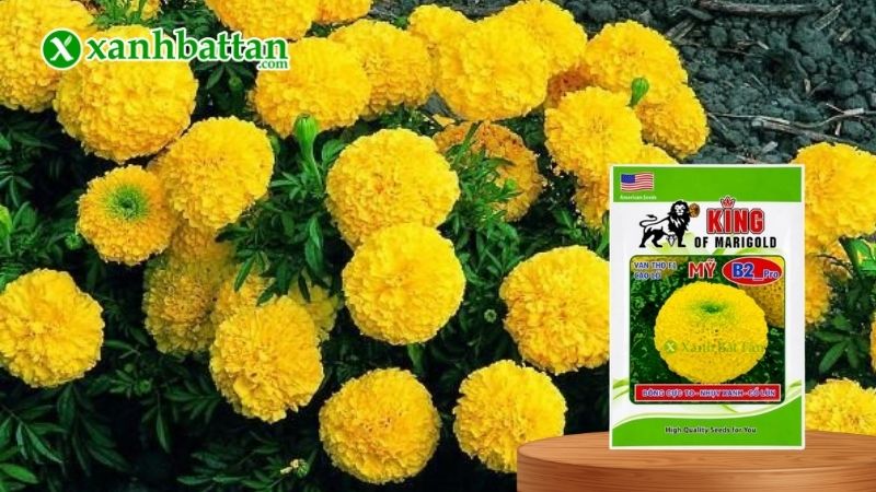 Hạt giống Vạn Thọ Rồng Vàng B2 Cao lỡ, bông to, cổ lùn, nhuỵ xanh là gì?