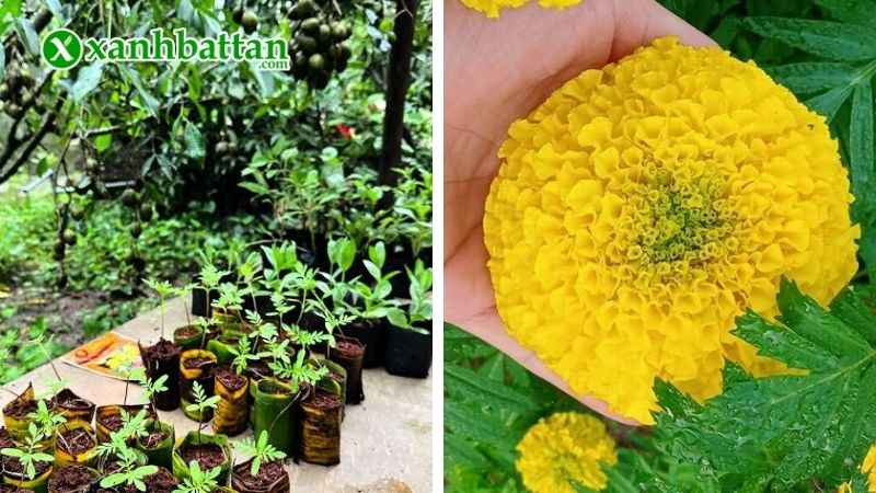 Hướng dẫn cách gieo trồng và bảo quản Vạn Thọ Rồng Vàng B2