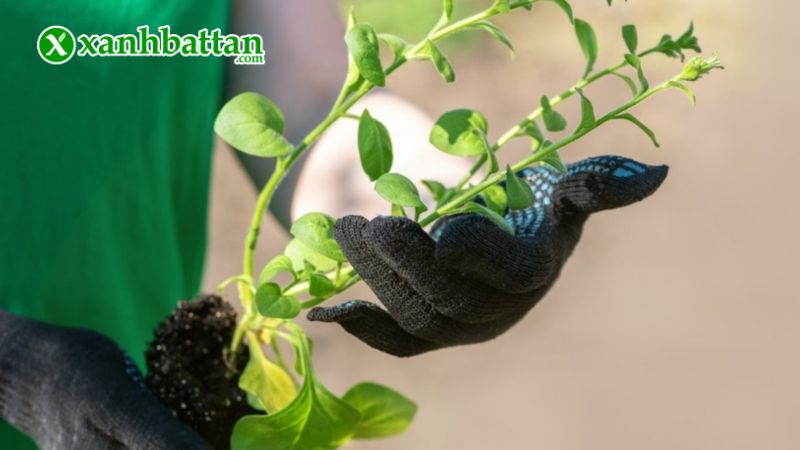 Hướng dẫn cách gieo trồng và bảo quản Dạ Yến Thảo Phú Nông