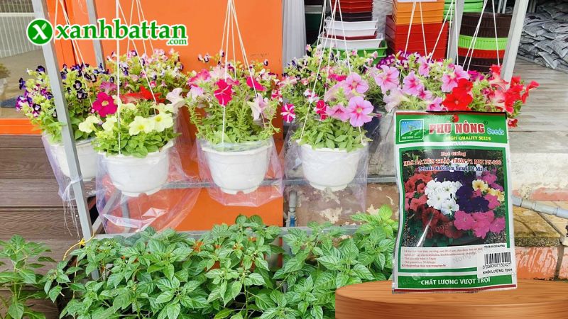 Hạt giống Hoa Dạ Yến Thảo Trơn F1 Nhiều Màu Phú Nông là gì?
