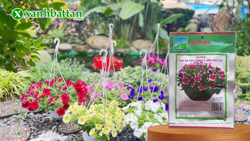 Hạt giống Hoa Dạ Yến Thảo Viền F1 Phú Nông là gì?