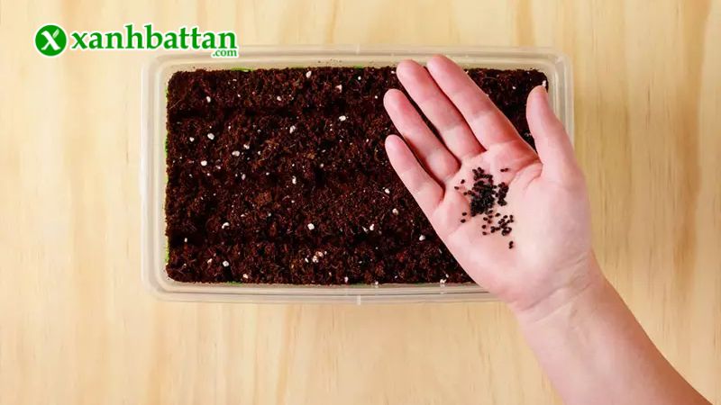 Hướng dẫn cách gieo trồng và bảo quản Dạ Yến Thảo Phú Nông