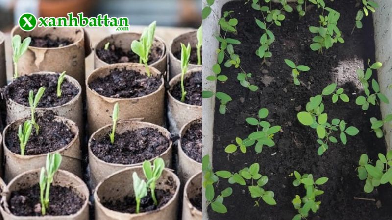 Hướng dẫn cách gieo trồng và bảo quản hoa Đậu Biếc Phú Nông