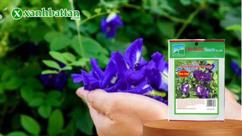 Hạt giống Hoa Đậu Biếc Kép Phú Nông là gì?