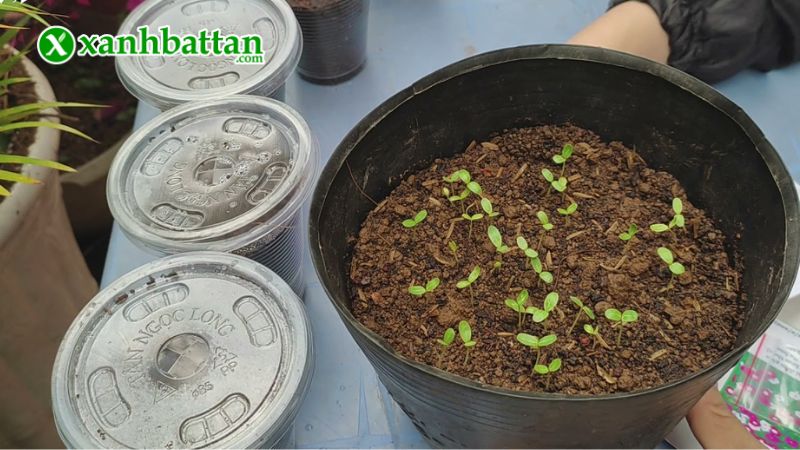 Hướng dẫn cách gieo trồng và bảo quản Hoa Dừa cạn Phú Nông