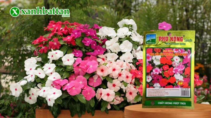 Hạt giống Hoa Dừa Cạn Mix Pacific Phú Nông là gì?