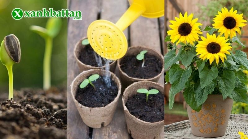 Hướng dẫn cách gieo trồng và bảo quản Hướng dương Phú Nông